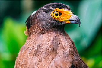 Close-up portrait of a Crested Serpent Eagle head