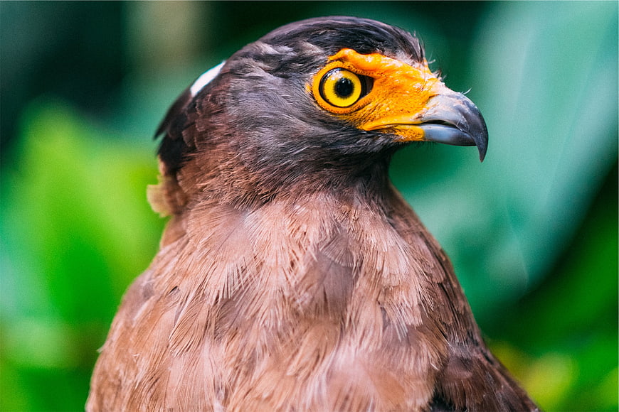 Close-up portrait of a Crested Serpent Eagle head