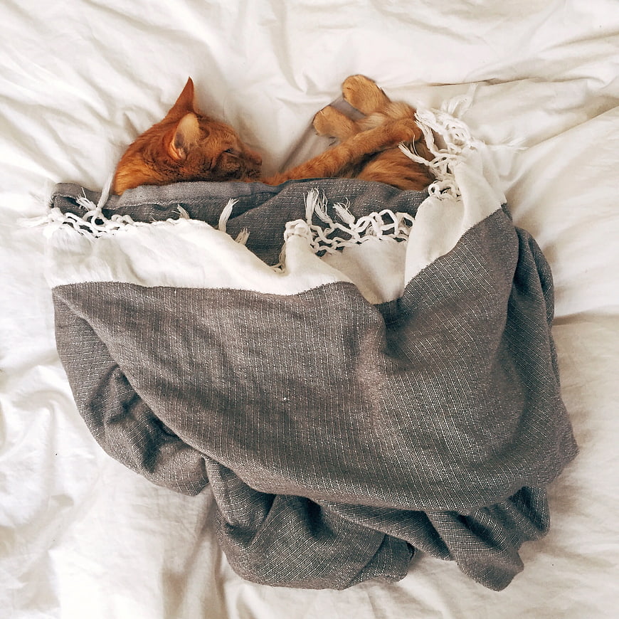 Sleeping Orange Tabby Cat Under Gray Blanket