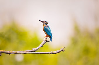 Common Kingfisher Perched on Branch with Blurred Background