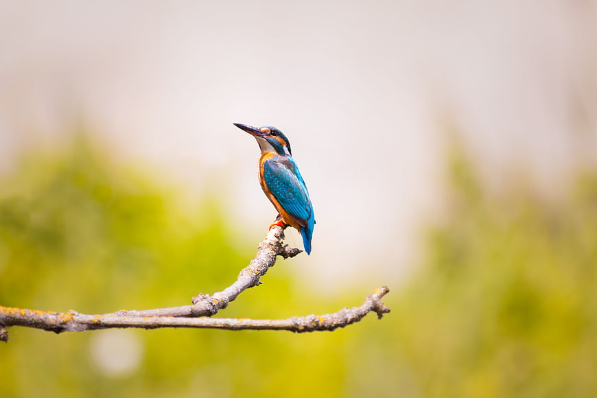 Common Kingfisher Perched on Branch with Blurred Background