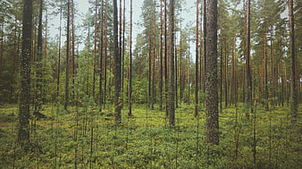 Dense pine forest with tall trees and green undergrowth