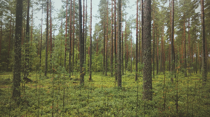 Dense pine forest with tall trees and green undergrowth