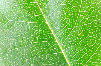 Macro texture of green leaf veins and organic pattern