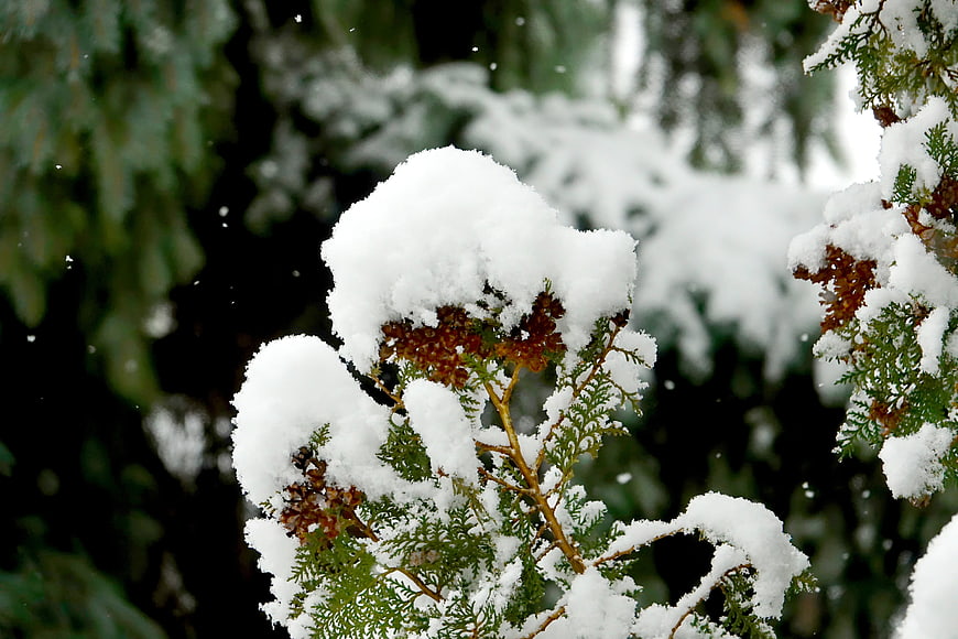 Snow-covered cedar branch with brown cones in winter