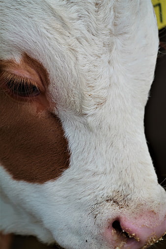 Close-up of a white and brown calf face with ear tag