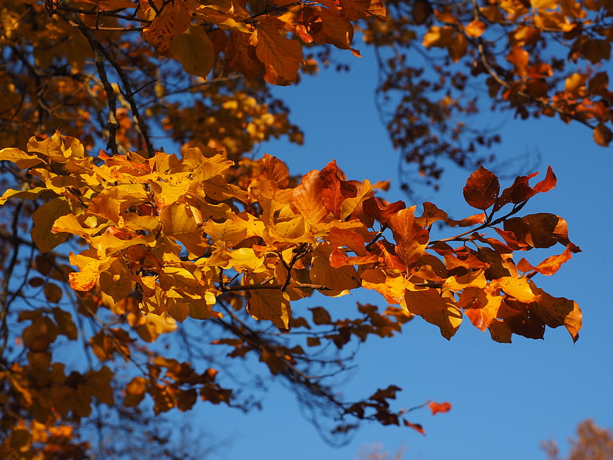 Golden Autumn Beech Leaves Against Blue Sky