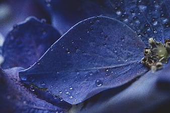 Macro photography of blue hydrangea petals with water droplets