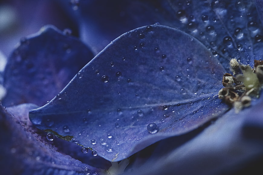 Macro photography of blue hydrangea petals with water droplets