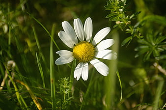White Daisy Flower in Green Meadow