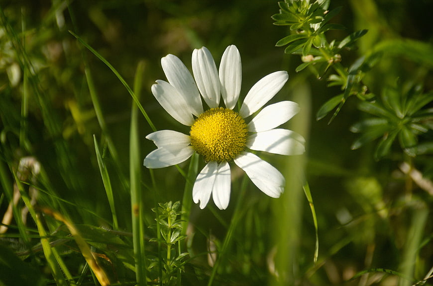 White Daisy Flower in Green Meadow