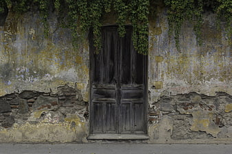 Weathered wooden door in crumbling ancient stone wall with hanging vines