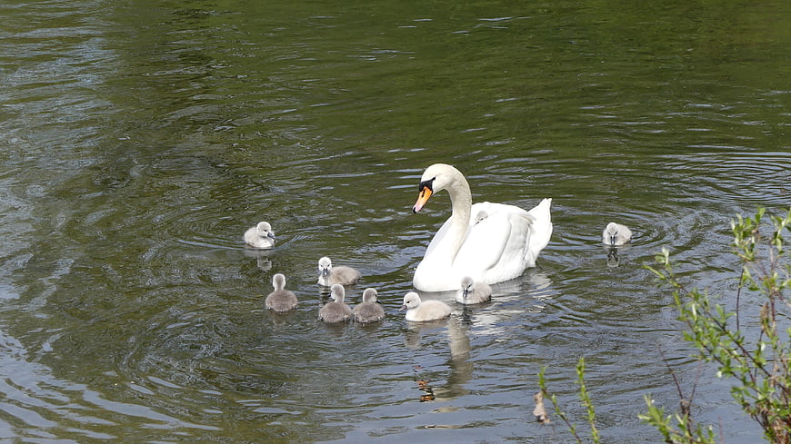 Mute Swan Family Swimming with Cygnets in Pond
