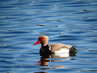 Red-crested Pochard Duck Swimming in Blue Water