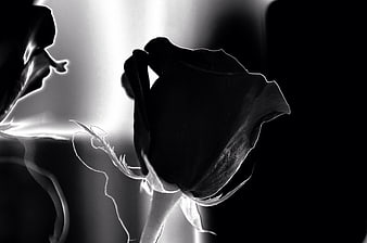 Dramatic Black and White Rose Silhouette