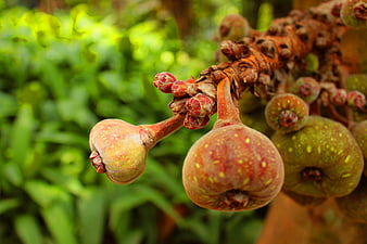 Close-up of ripening figs on a tree branch