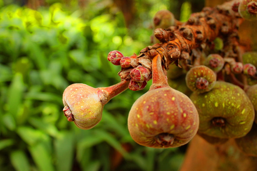 Close-up of ripening figs on a tree branch