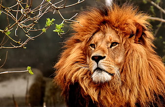 Close-up portrait of a majestic male lion with a thick mane