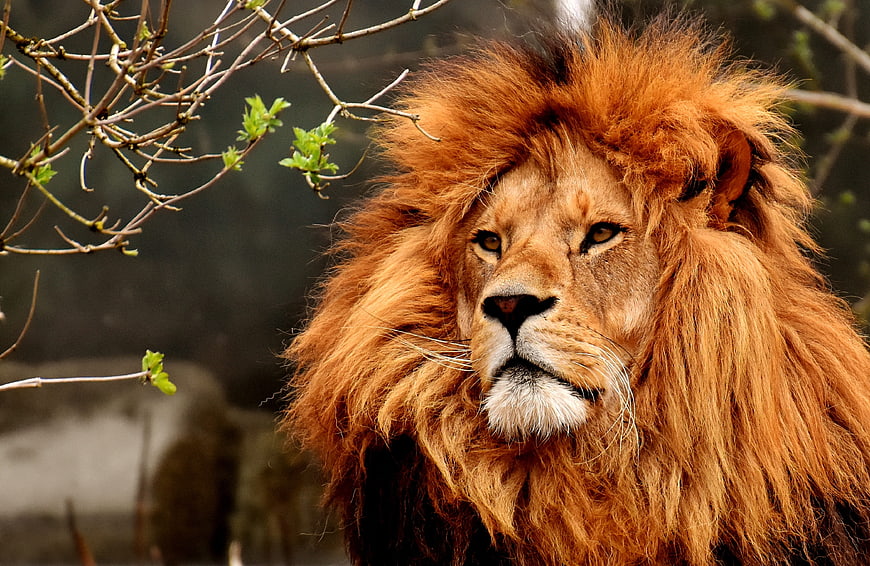 Close-up portrait of a majestic male lion with a thick mane