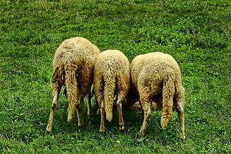 Three sheep grazing in a green grassy field