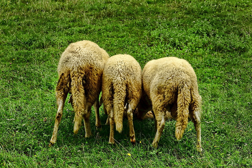 Three sheep grazing in a green grassy field