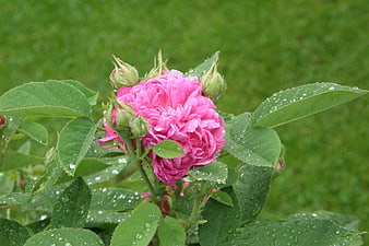 Pink Rose with Raindrops and Green Leaves