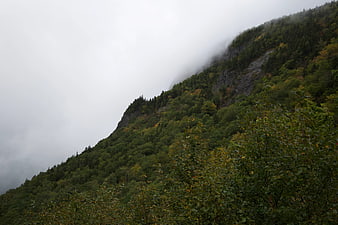 Misty Mountain Slope with Dense Green Forest