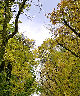 Looking Up At Autumn Trees With Yellow Leaves Against Sky