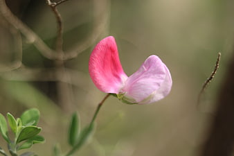 Close-up of a delicate pink and white wildflower