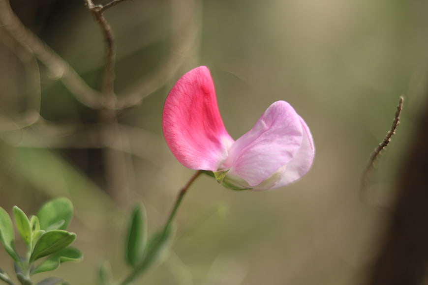 Close-up of a delicate pink and white wildflower
