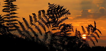 Silhouette of ferns against vibrant orange sunset sky