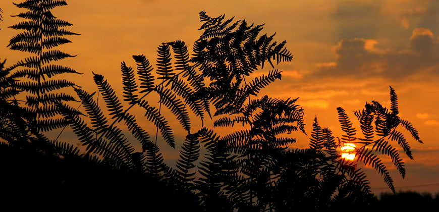 Silhouette of ferns against vibrant orange sunset sky