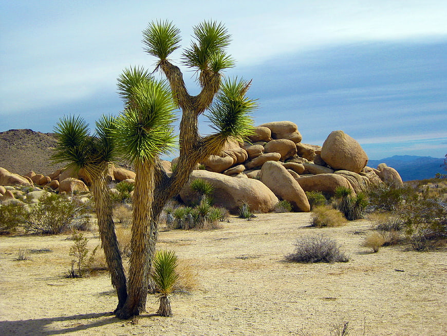Joshua Tree and Granite Boulders in Arid Desert Landscape