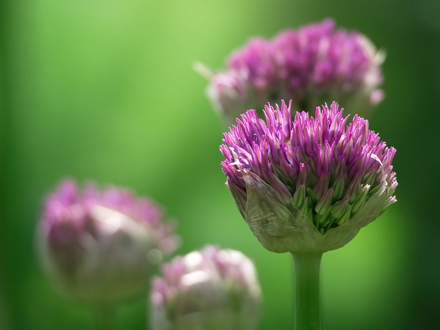 Close-up of purple chive flower bud on green background