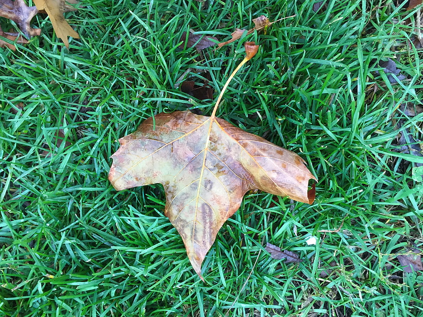 Fallen brown maple leaf on green grass background