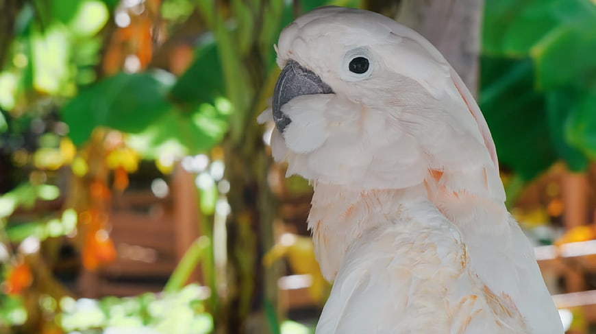 Close-up portrait of a white cockatoo with blurred green foliage background