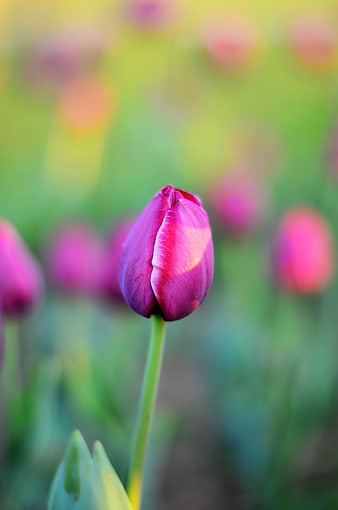 Close-up of a vibrant purple tulip bud in a blurred garden