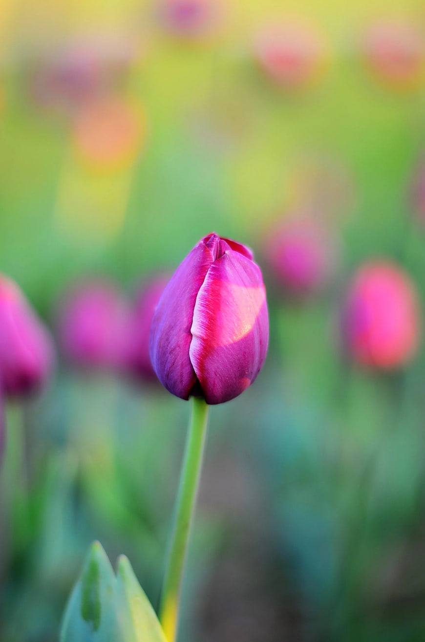 Close-up of a vibrant purple tulip bud in a blurred garden