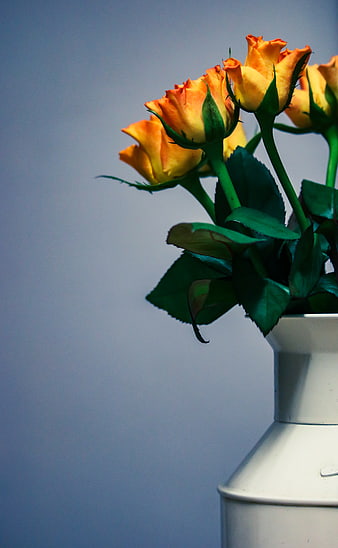 Yellow Roses in White Vase Against Blue Background
