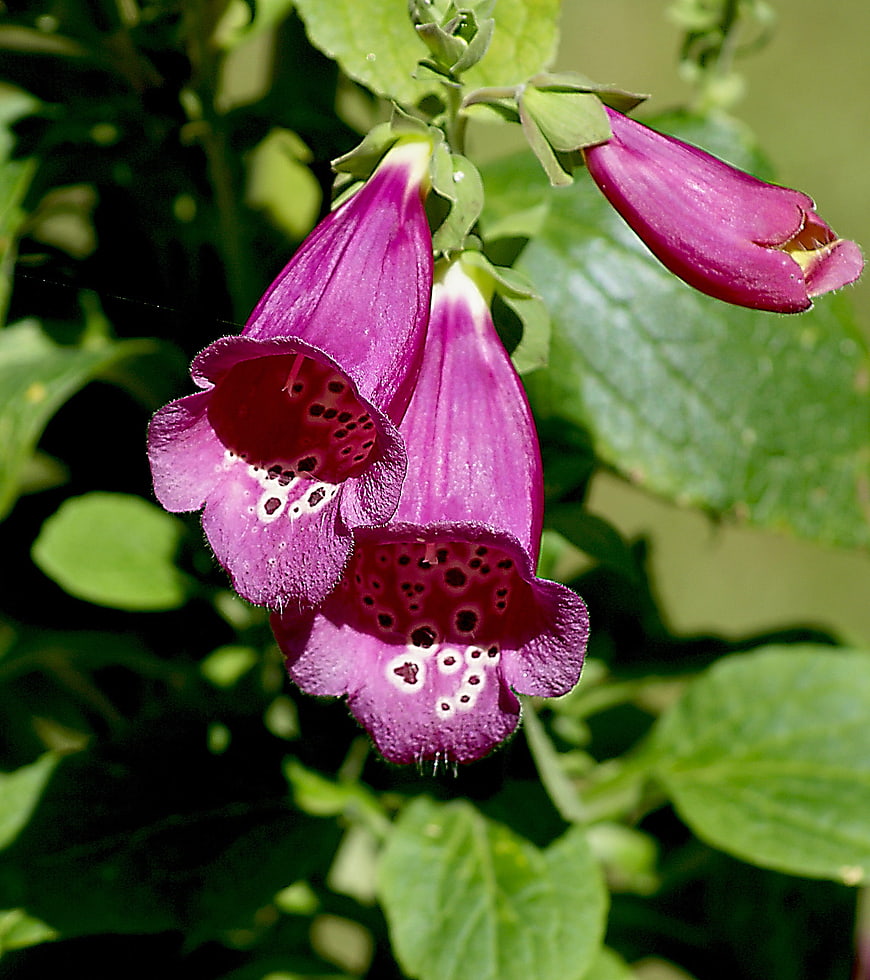 Close-up of purple foxglove flowers with spotted interiors