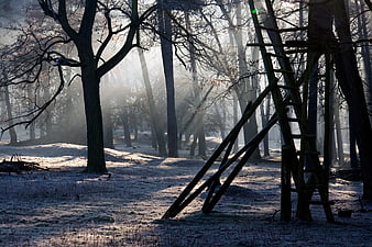 Frosty Winter Forest with Silhouetted Treehouse Ladder