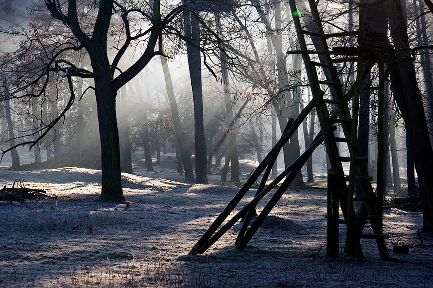 Frosty Winter Forest with Silhouetted Treehouse Ladder