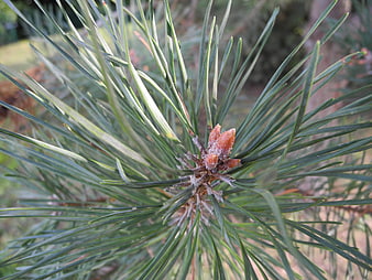Close-up of pine needles and new spring growth