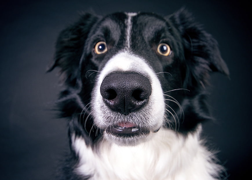Close-up portrait of a black and white Border Collie dog