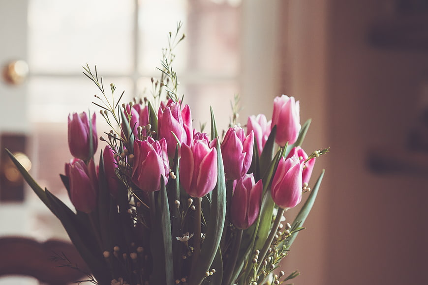 Pink Tulip Bouquet with Baby's Breath in Soft Window Light