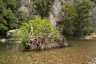 Ancient uprooted tree with exposed roots in clear river water