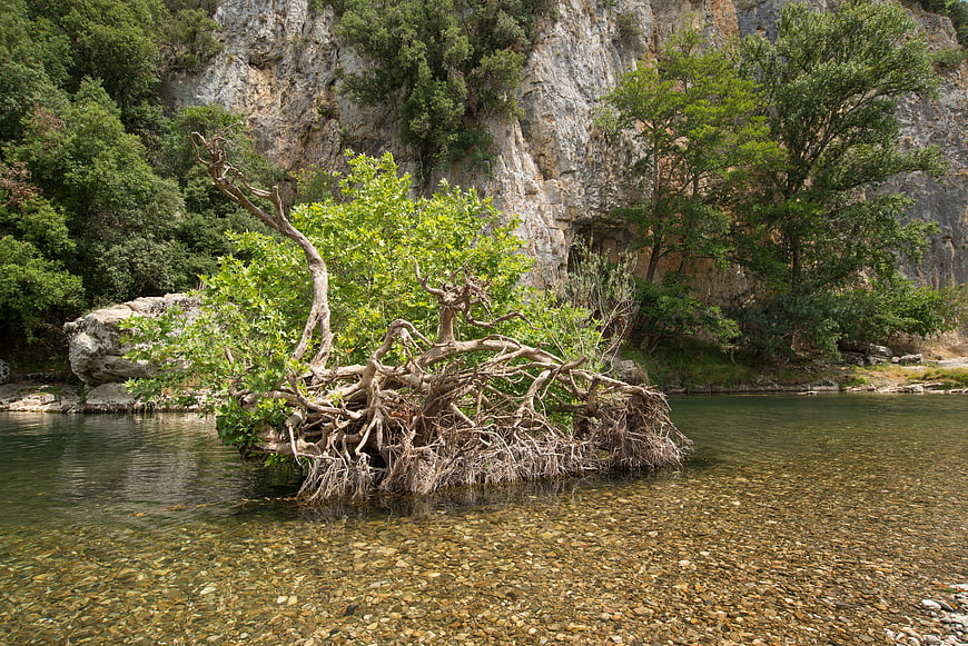 Ancient uprooted tree with exposed roots in clear river water