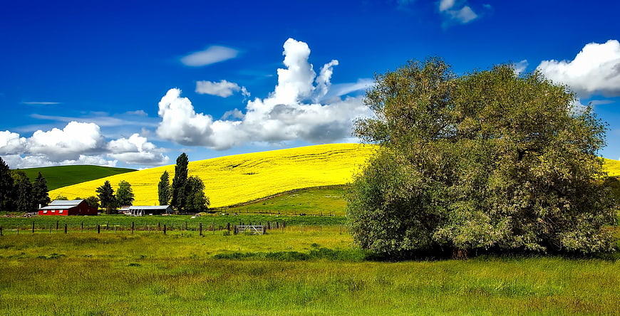 Vibrant Canola Field Landscape with Red Barn and Blue Sky