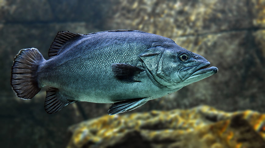 Close-up of a large grey fish swimming underwater
