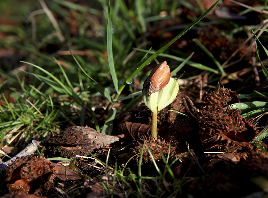 Early Spring Crocus Bud Emerging from Forest Floor